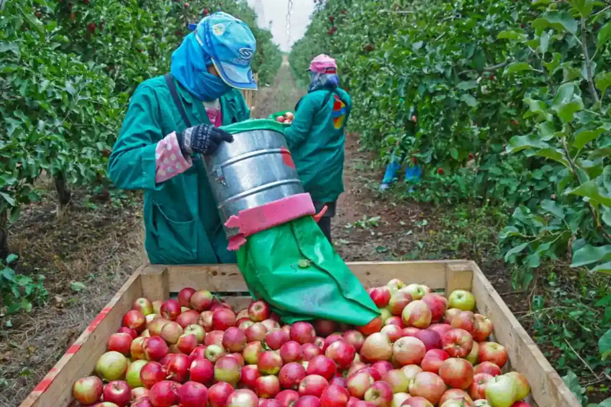 Medewerker leegt een plukzak met appels in een krat in een boomgaard.