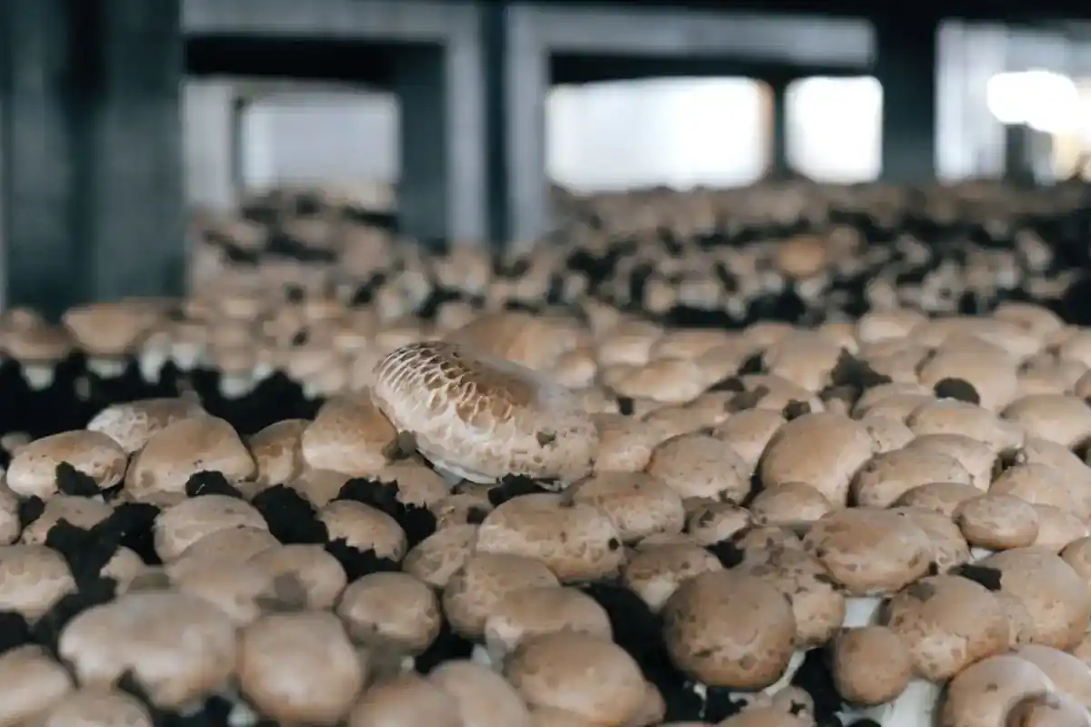 Champignons groeien in een teeltbed in een binnenruimte.