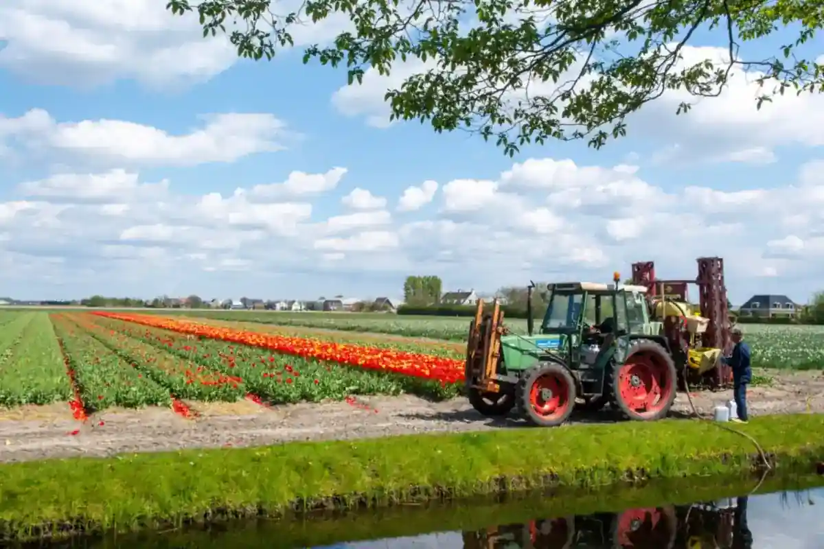 Tractor met een medewerker naast een veld met tulpen.