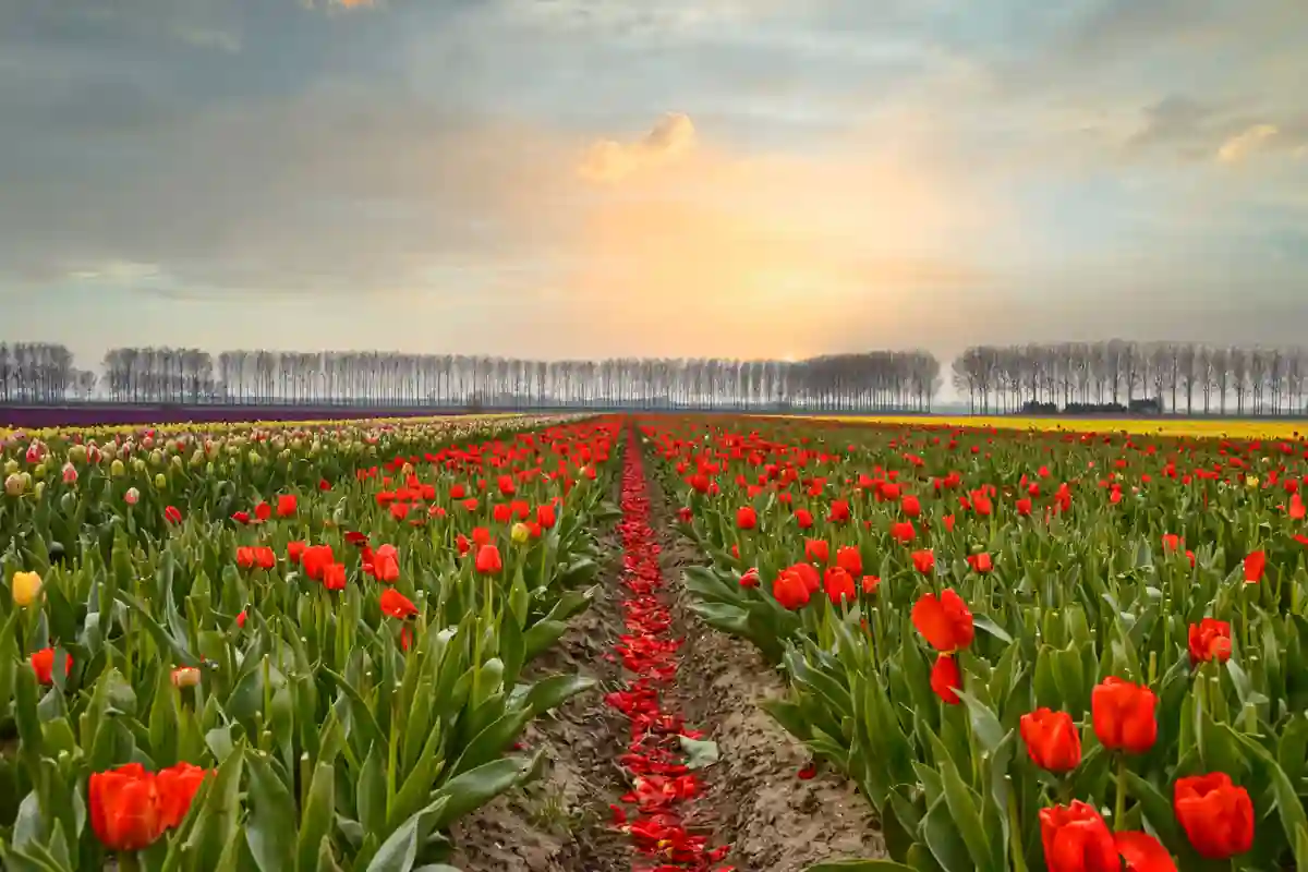 Rijen rode en gele tulpen groeien op een teeltveld.