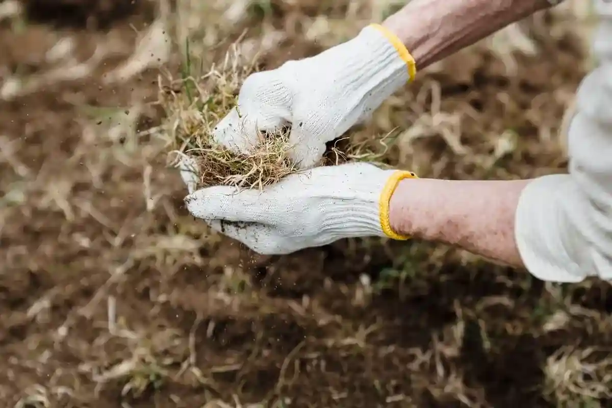 Gehandschoende handen verzorgen planten in een tuin.